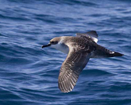 Great Shearwater