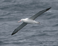 Northern Royal Albatross