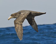 Northern Giant Petrel