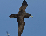 White-chinned Petrel