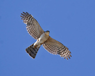 Rufous-breasted Sparrowhawk