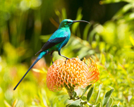 Malachite Sunbird