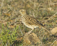 Aghulhas Long-billed Lark