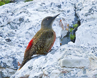 Ground Woodpecker