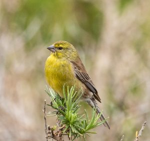 Drakensberg siskin