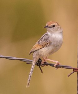 Wailing cisticola