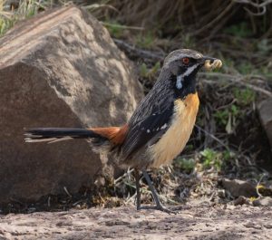 Drakensberg rockjumper - male