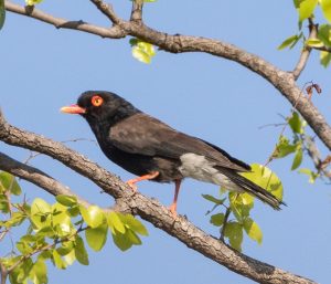 Retz's Helmet-shrike 1339