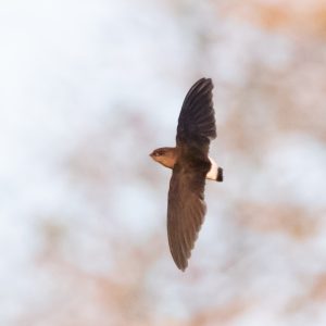 Bohms Spinetail 1517