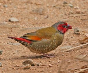 Orange-winged Pytilia 3113