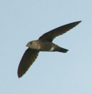 Mottled Spinetail 0710