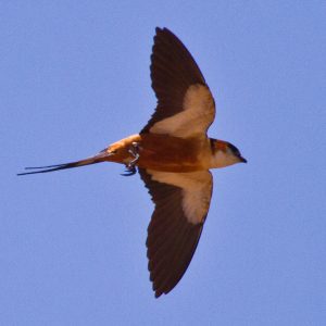 Mosque Swallow 0743