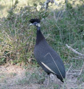 Crested Guineafowl 1095