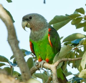Grey-headed Parrot 1482