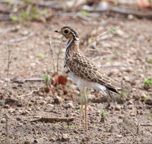 Three-banded Courser 7006
