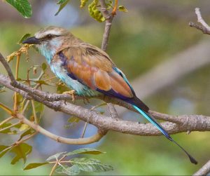 Racket-tailed Roller 8827