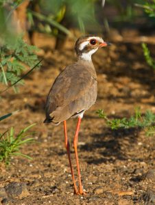 Bronze-winged Courser 9169