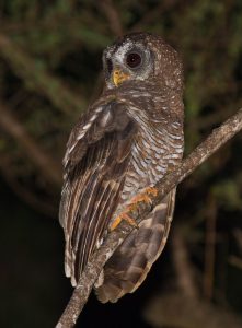 Wood Owl 9179