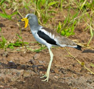 White-crowned Lapwing 9408