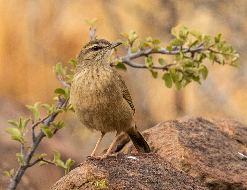 Rock Pipit