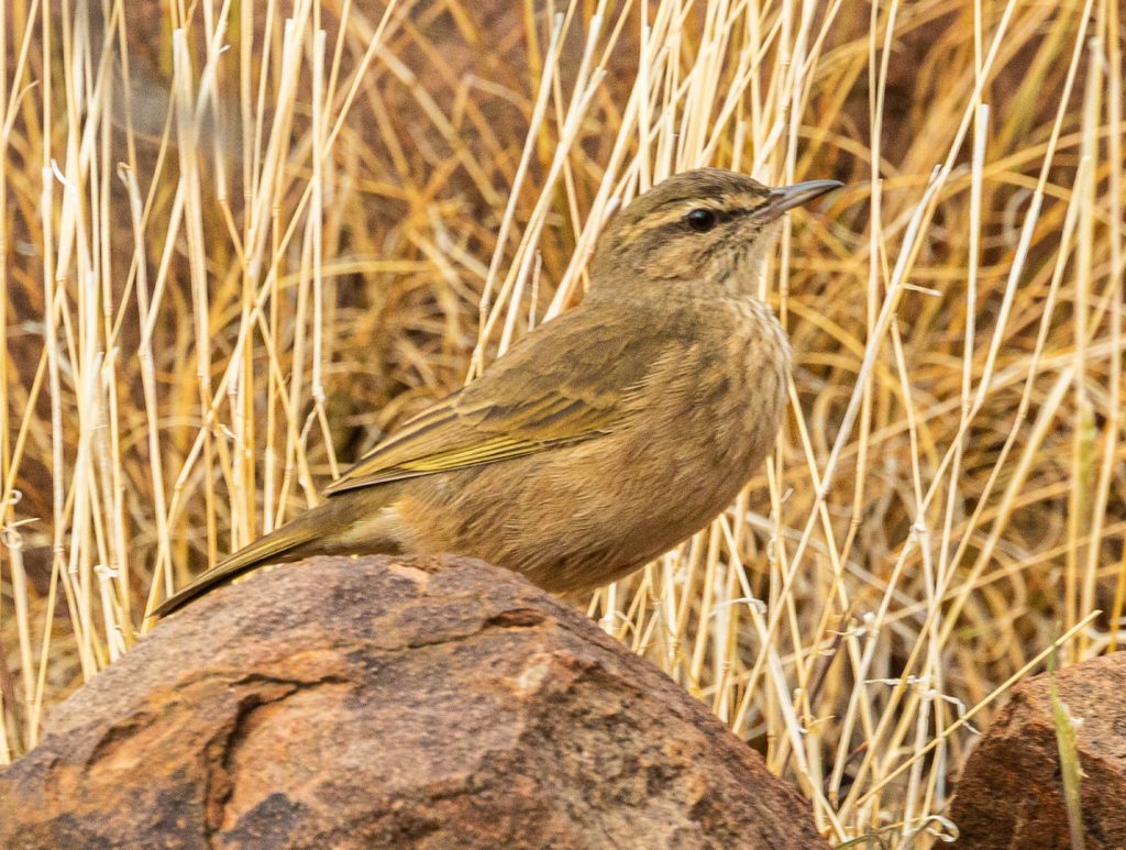 Rock Pipit