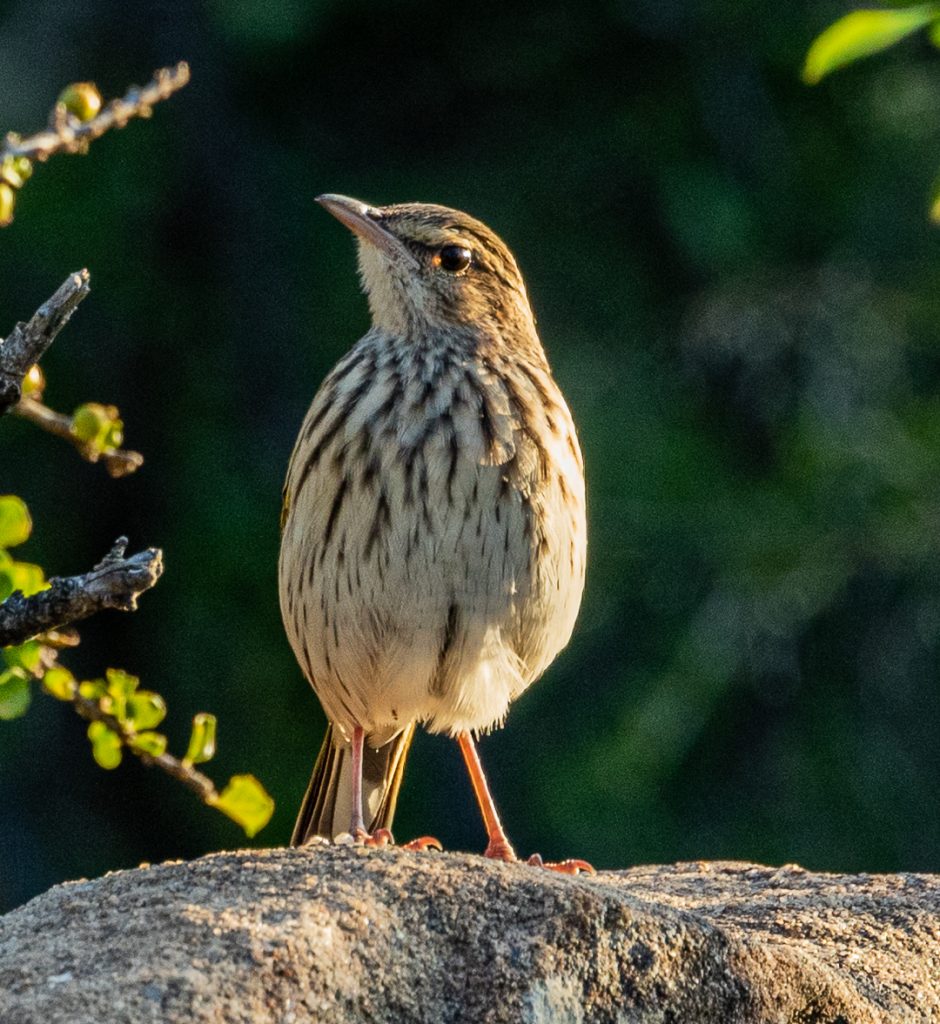 Striped Pipit