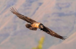 Bearded Vulture