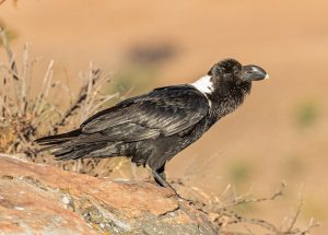 White-necked Raven
