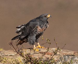 Jackal Buzzard