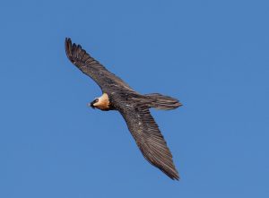 Bearded Vulture