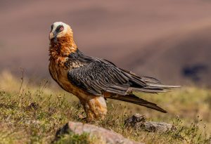 Bearded Vulture