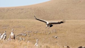 Cape Vulture