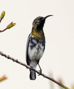 Dusky Sunbird