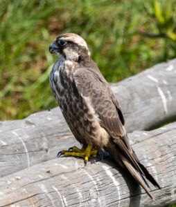 Lanner Falcon