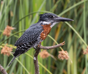 Giant Kingfisher