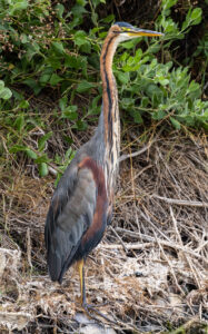 Purple Heron