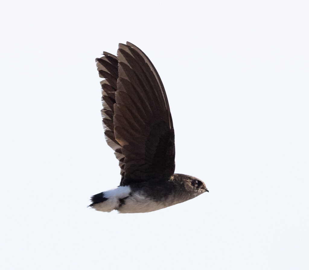 Bohm's Spinetail aka Bat-wing Spinetail