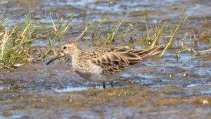 Pectoral Sandpiper