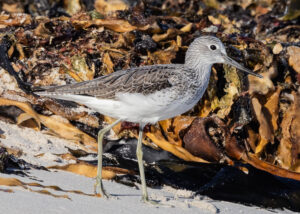 Greenshank