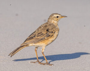 Plain-backed Pipit