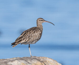 Whimbrel 