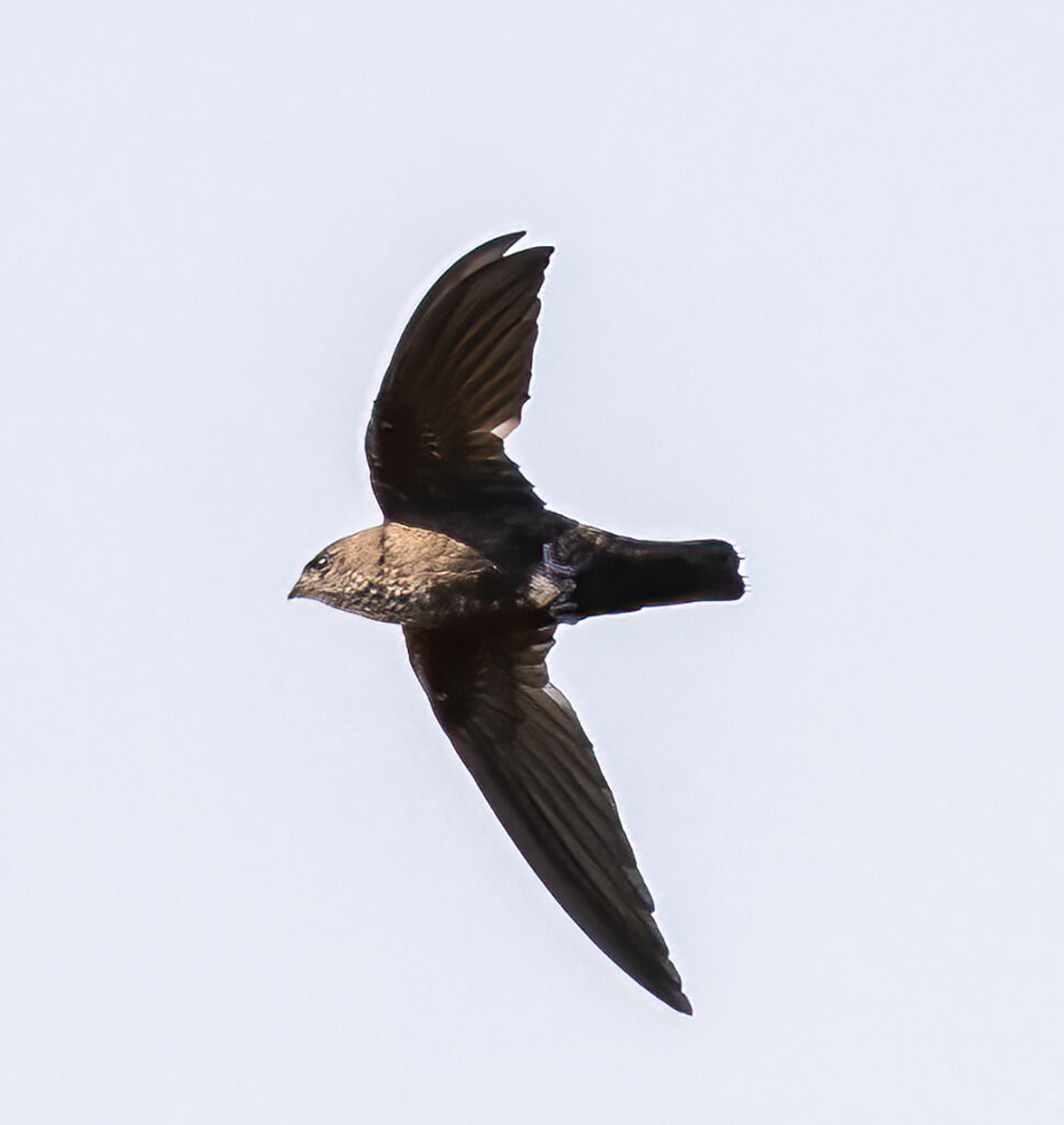 Mottled Spinetail
