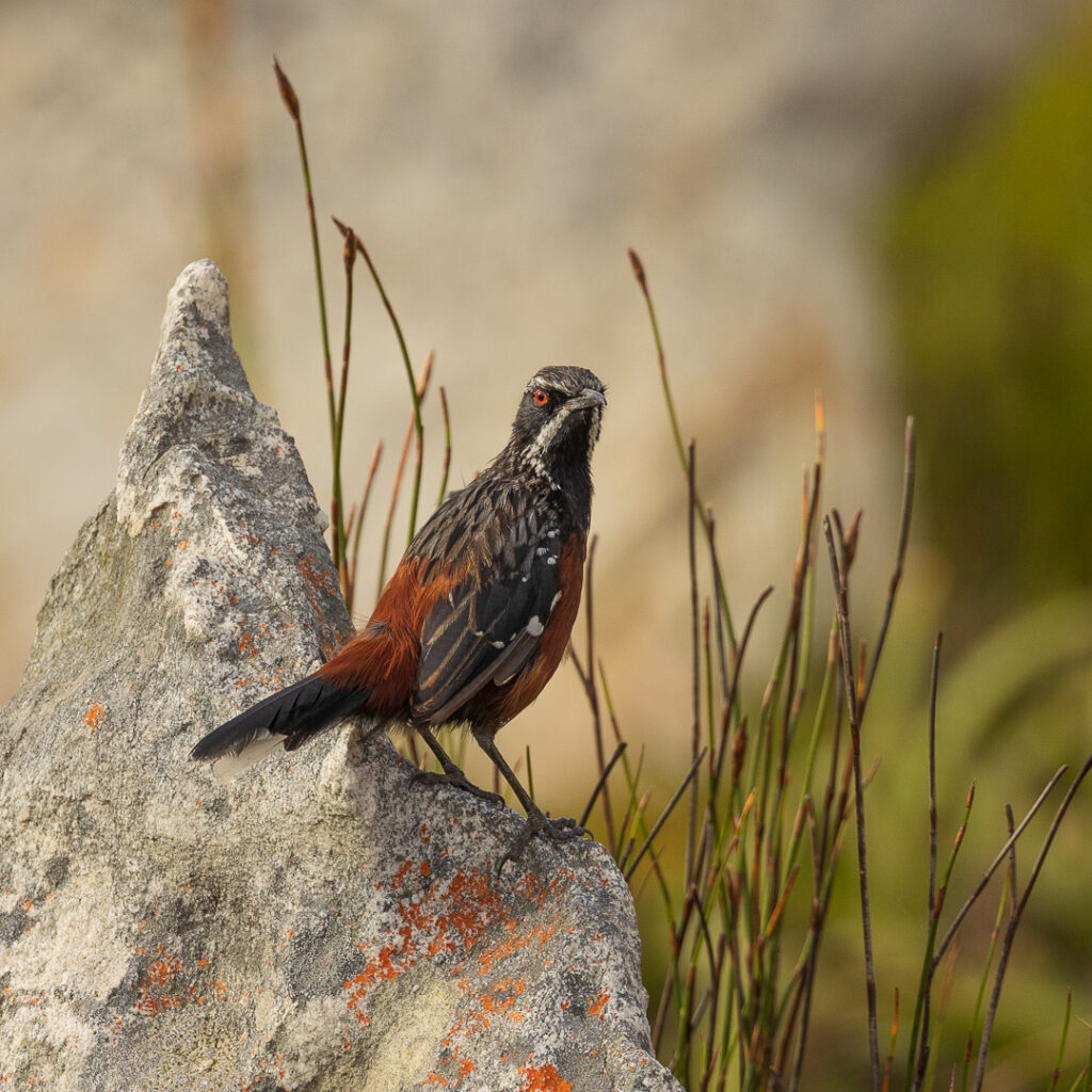 Cape Rockjumper