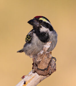 Acacia Pied Barbet