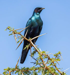 Burchell's Starling