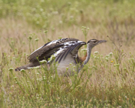 Denham's Bustard