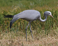 Blue Crane
