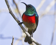 Greater Double-collared Sunbird