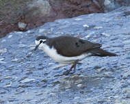 Tambourine Dove