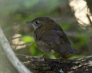 Knysna Warbler